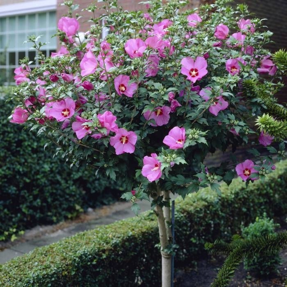 Rose of Sharon Shrub, Perenial, Easy Care, Frost & Drought Resistant